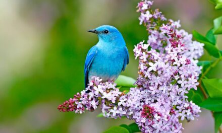 How to Identify a Mountain Bluebird