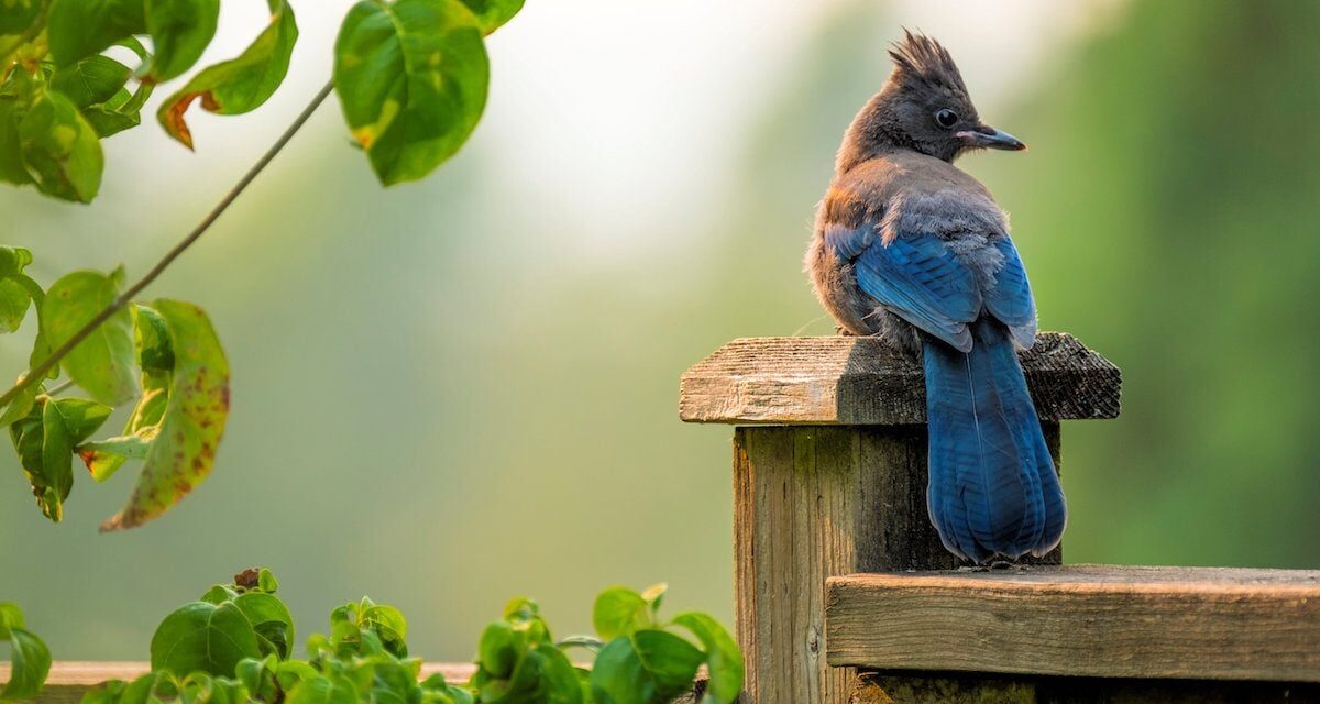 Meet the Steller’s Jay: Clever Black and Blue Birds