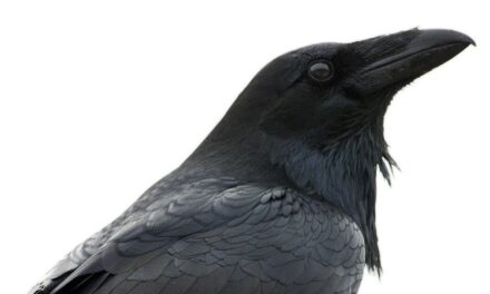How to Tell a Raven From a Crow