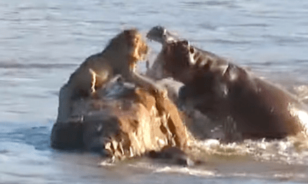 Stranded Lion Attacked By Hippos In ‘Rarest’ Sight | HuffPost Latest News
