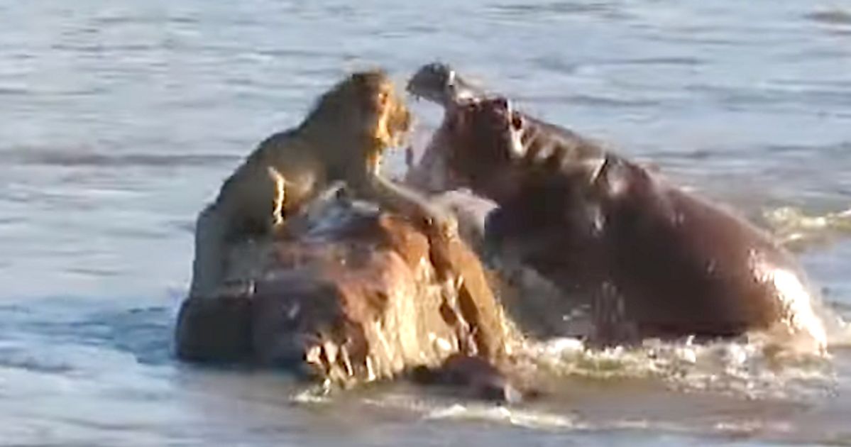 Stranded Lion Attacked By Hippos In ‘Rarest’ Sight | HuffPost Latest News