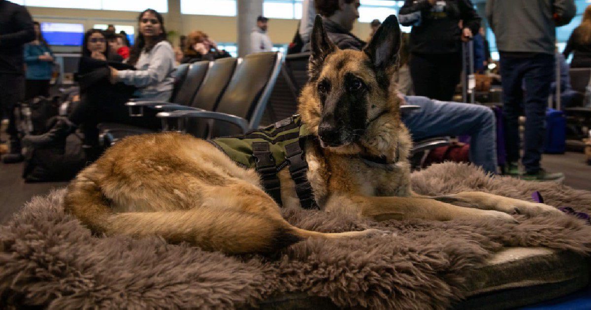 Service Dog Who Inspired The PAWS Act For Veterans Honored On Her Final Flight