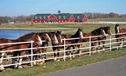Guide to Warm Springs Ranch | St. Louis Magazine