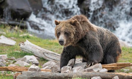 5 Safety Tips For Campers And Hikers In Grizzly Bear Territory | ActionHub