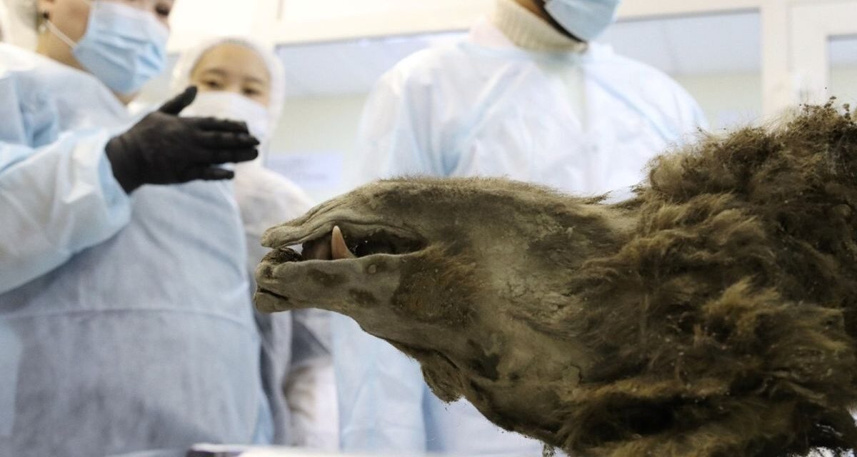 ‘Prehistoric’ mummified bear discovered in Siberian permafrost isn’t what we thought | Live Science