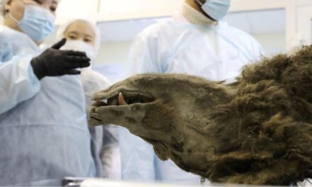 ‘Prehistoric’ mummified bear discovered in Siberian permafrost isn’t what we thought | Live Science