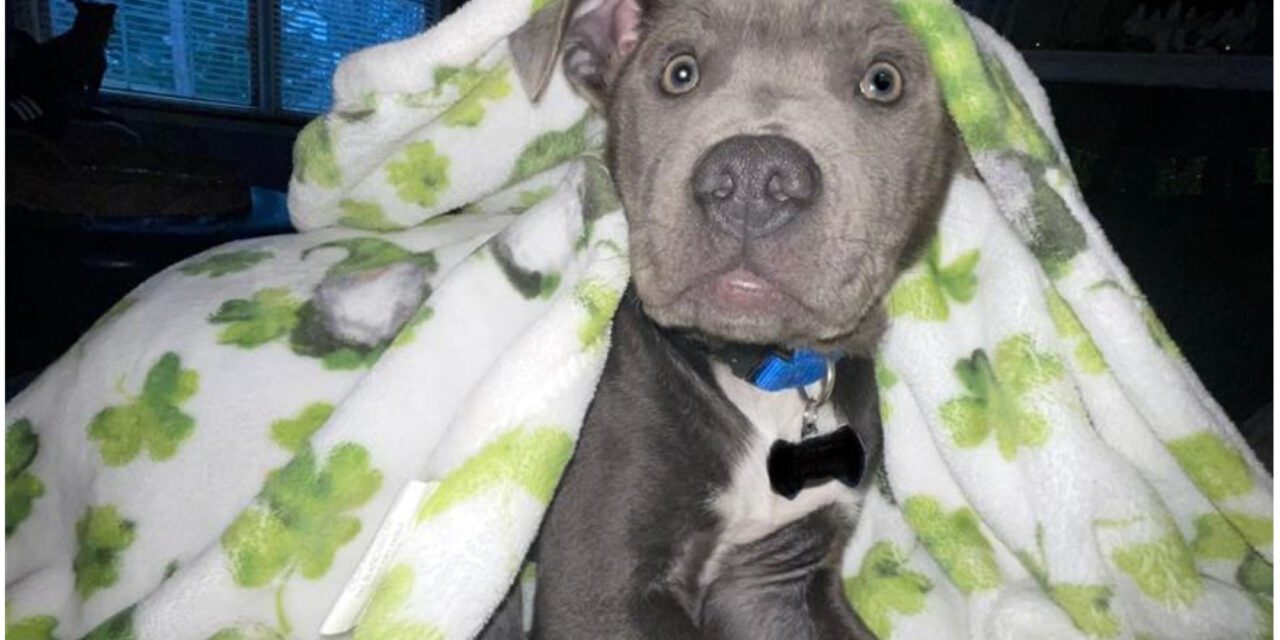 Pit Bull Puppy Breaks Hearts Hiding On First Night In New Home: ‘So Afraid’