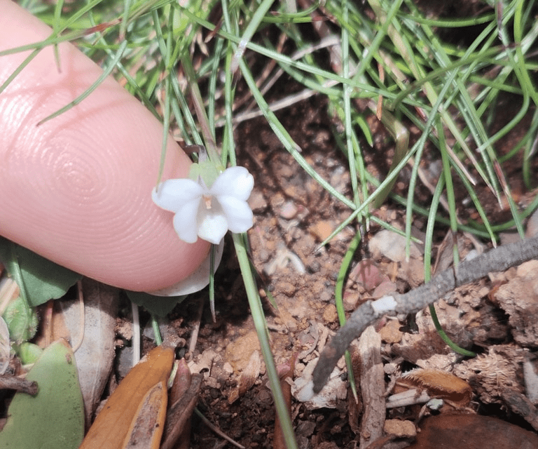 Super rare dwarf violet ‘hiding for 200 years right next to a walking track’ discovered in Tasmania