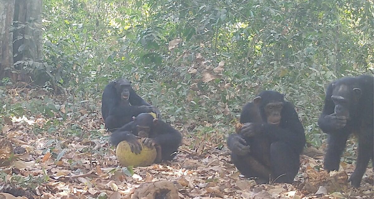 Wild Chimpanzees Captured on Camera Eating and Sharing Fermented Fruits