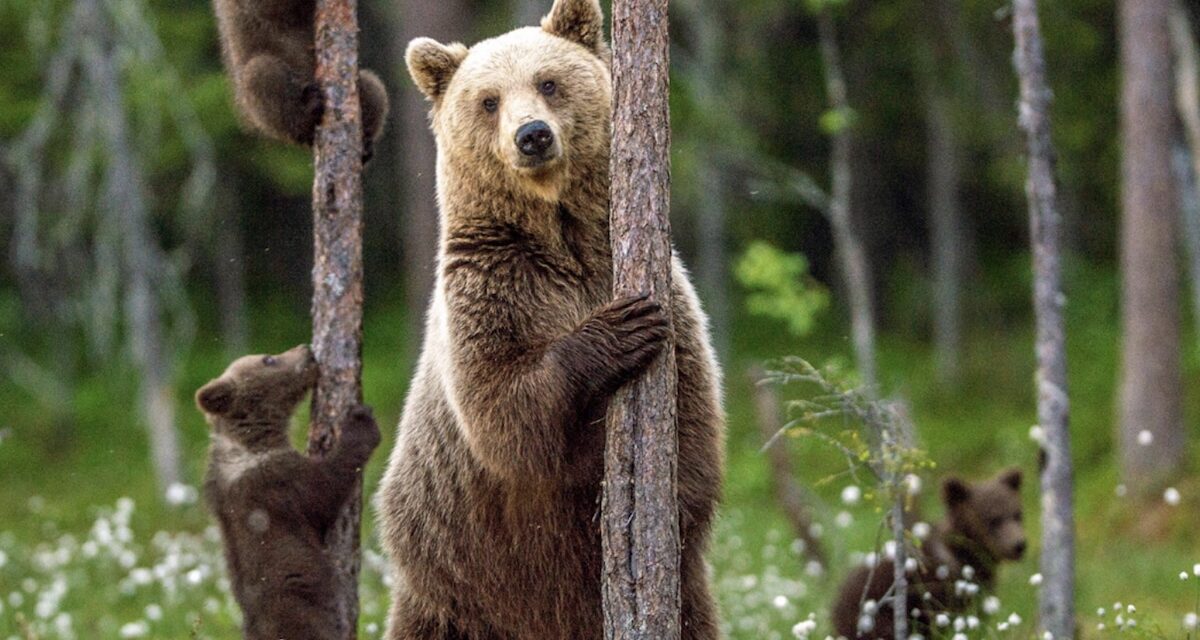 Grizzlies Could Make a Comeback in California, New Study Suggests