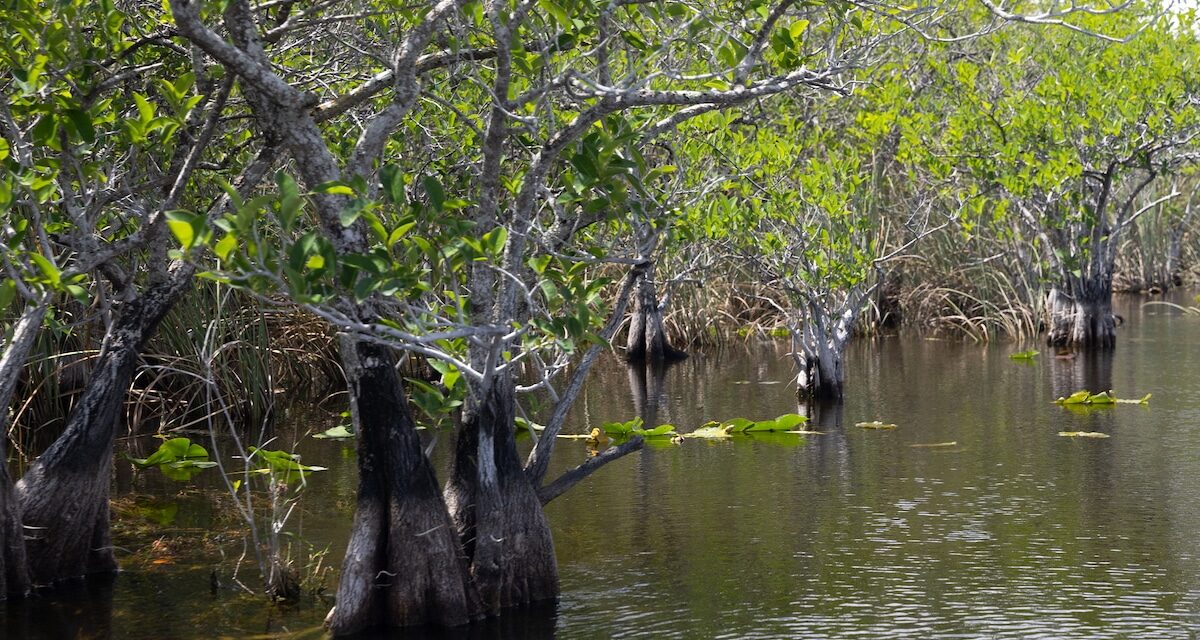 Mangrove Forests Demonstrate Surprising Storm Resilience in Changing Climate: Study