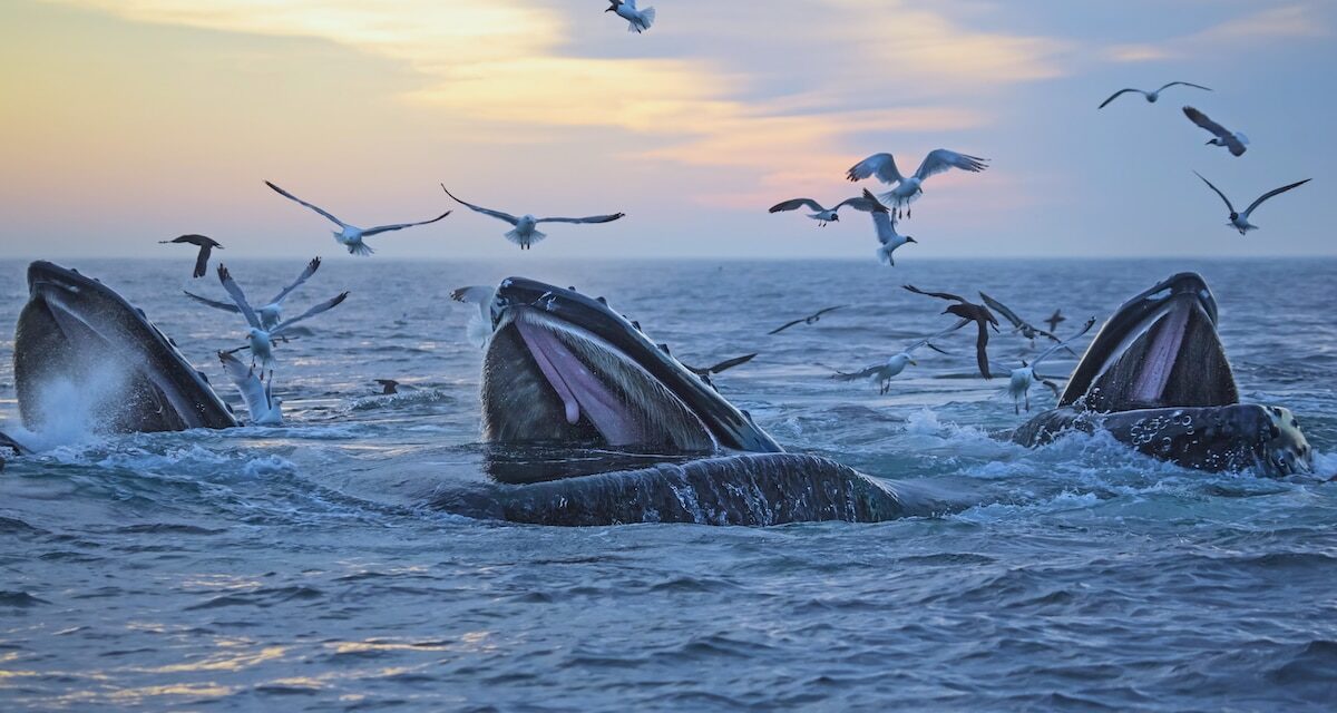 18 New Countries Ratify High Seas Treaty at 2025 UN Ocean Conference