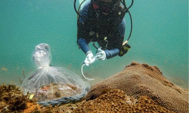 Probiotic Found to Slow Disease Spread Among Florida Coral