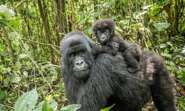 Pristine Forest and Endangered Gorilla Habitat at Risk as Half of DRC Opened to Bids for Oil and Gas Drilling: Report