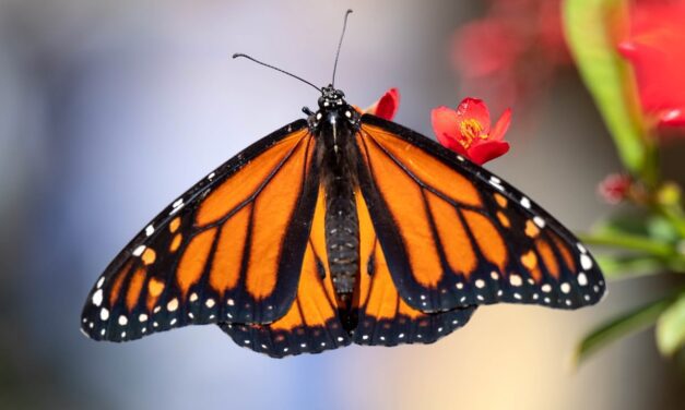 Mass Die-Off of Western Monarch Butterflies Linked to Pesticides, Study Finds